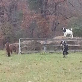 Something to be Thankful For Image